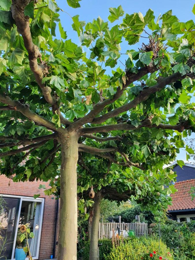 Walvisch Van Ghyspe Wormer Esterno foto
